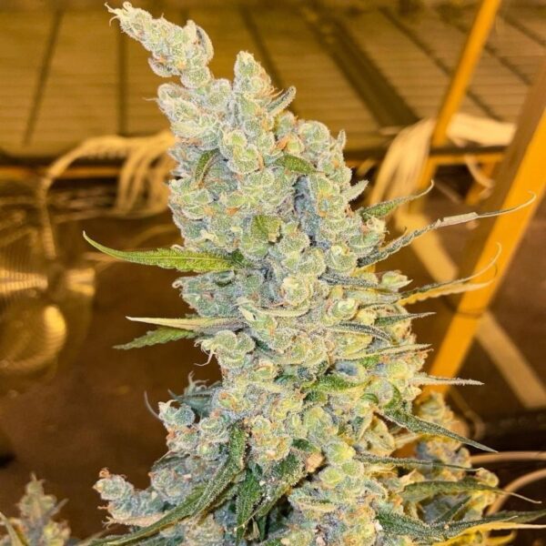 Silver Haze - Image 3