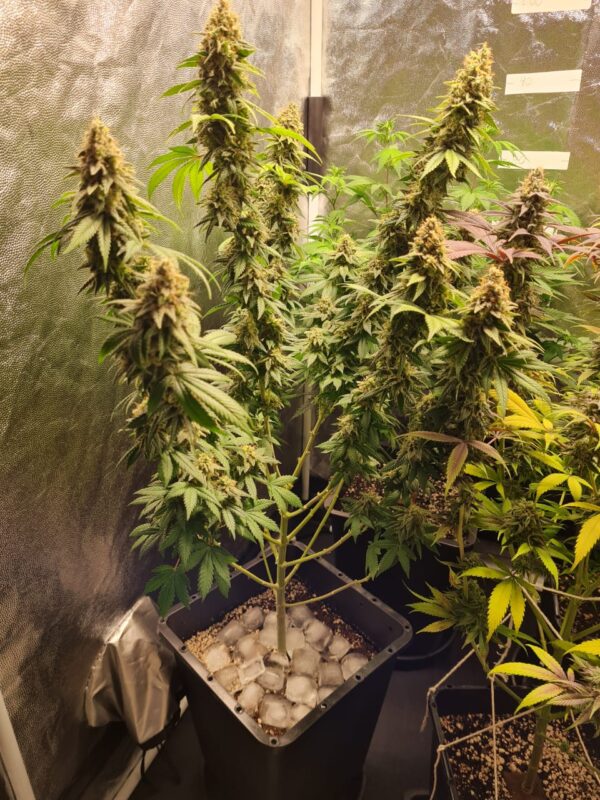 White Widow - Image 4