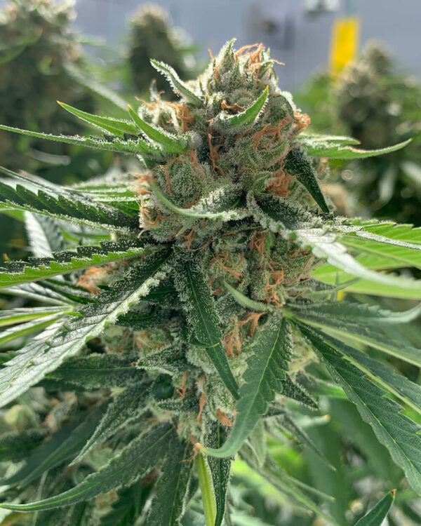 Mango Haze - Image 3