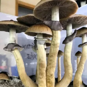Cambodian Mushroom