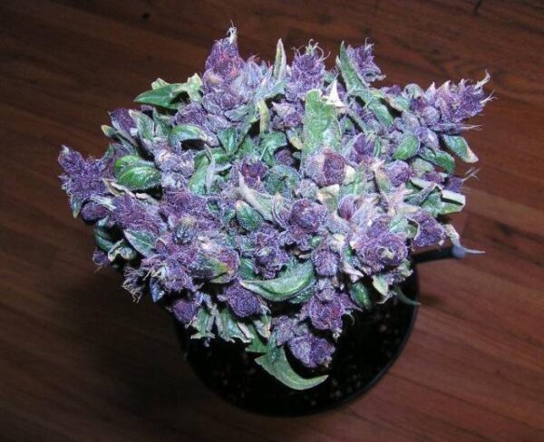 Purple Haze - Image 2