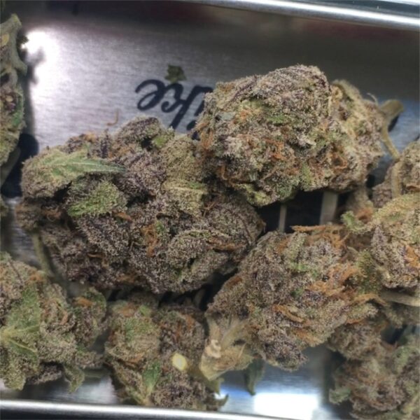 Black Mamba - Image 2