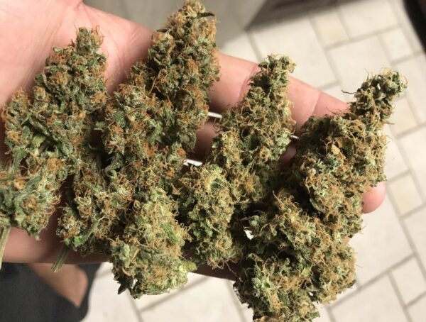OG Kush - Image 2