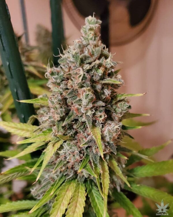 AK-47 - Image 4