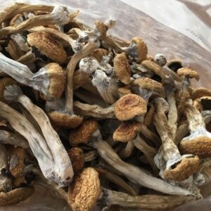 Golden Teachers