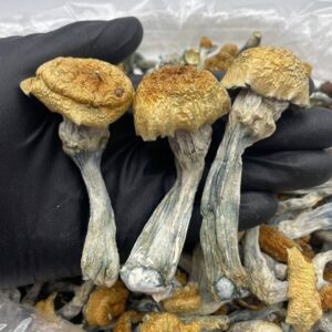 order-old-dirty-penis-envy-odpe-mushroom