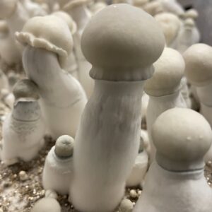 best-albino-penis-envy-mushrooms-online