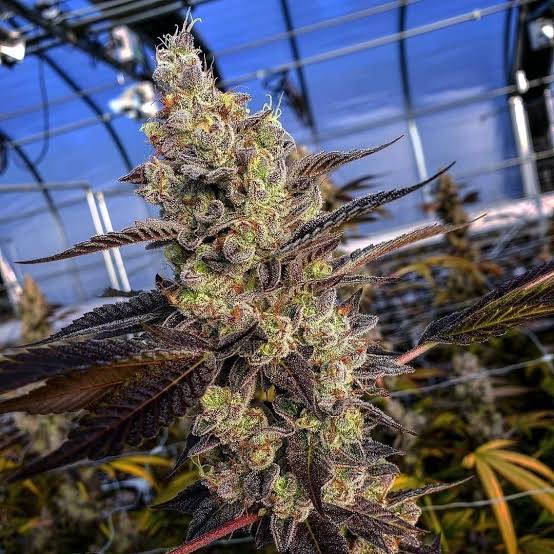 GMO Cookies Strain - Image 2