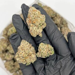 GMO Cookies Strain