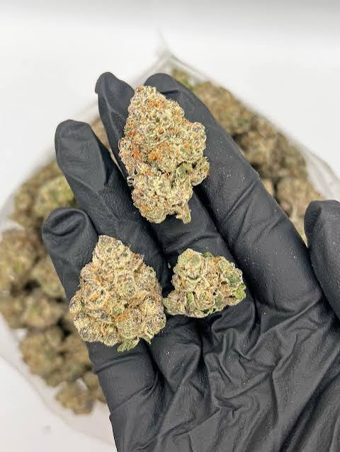 GMO Cookies Strain